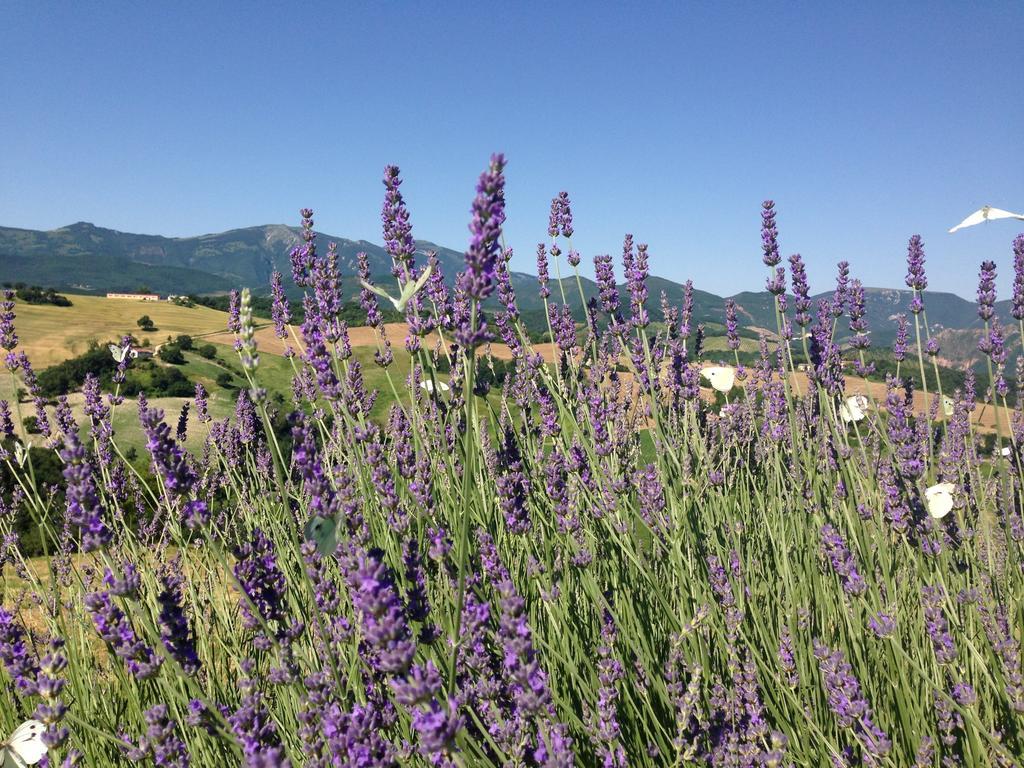 Agriturismo Il Fienile Di Ca Battista Кальи Экстерьер фото