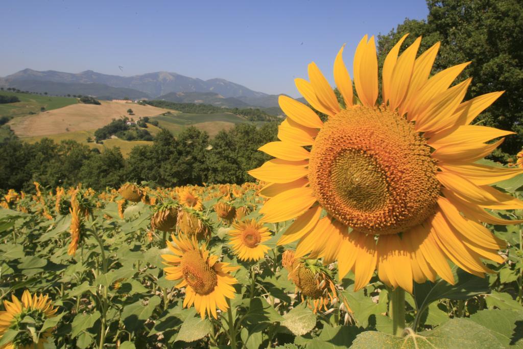 Agriturismo Il Fienile Di Ca Battista Кальи Экстерьер фото
